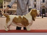 World dog show + European dog show